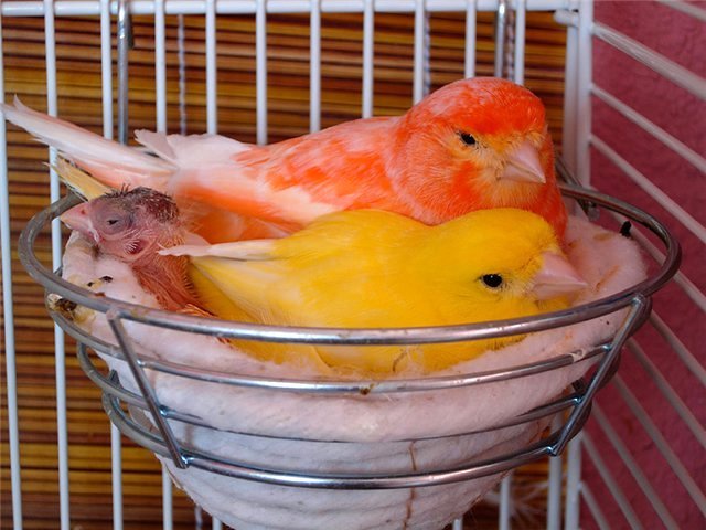 Содержание канареек и уход за ними в Игарке