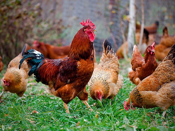 Породы куриц | ЗооТом - продажа, вязка и услуги для животных в Игарке