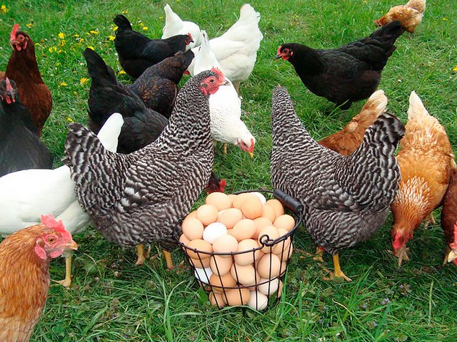 Содержание кур и уход за ними | ЗооТом - продажа, вязка и услуги для животных в Игарке