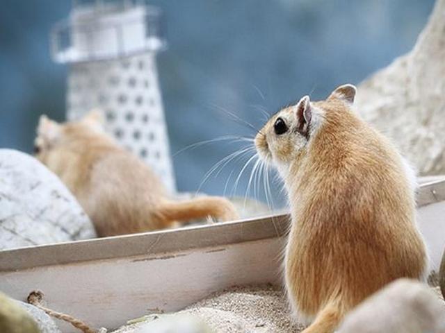 Содержание мышей и уход за ними в Игарке | ЗооТом - продажа, вязка и услуги для животных в Игарке