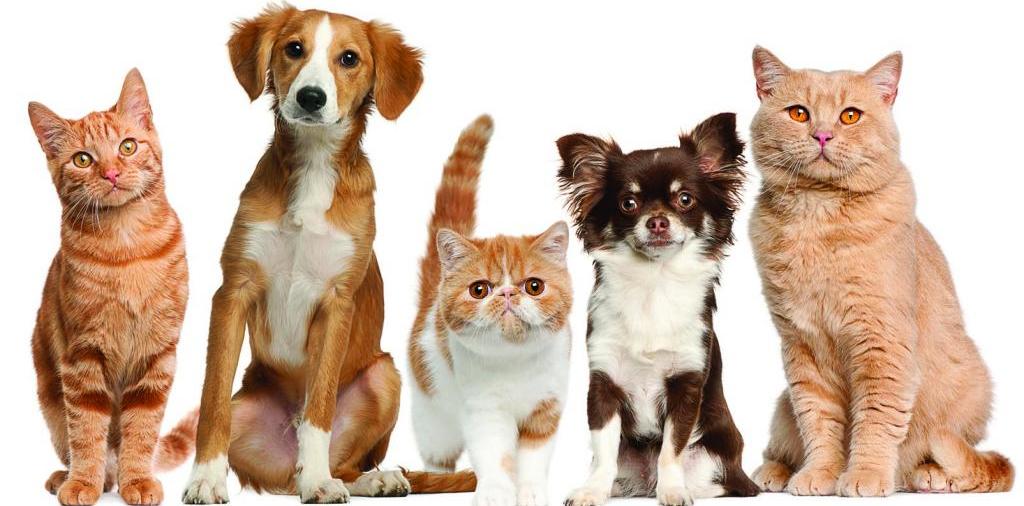 Доска объявлений о животных | ЗооТом - продажа, вязка и услуги для животных в Игарке