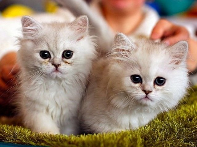 Породы кошек в Игарке | ЗооТом портал о животных