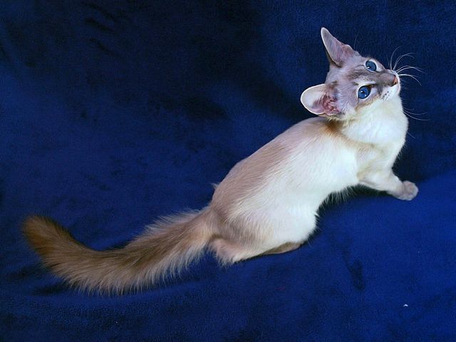 Выведенные породы кошек в Игарке | ЗооТом портал о животных