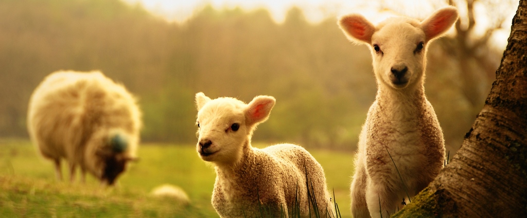 Объявления о сельскохозяйственных животных | ЗооТом - продажа, вязка и услуги для животных в Игарке