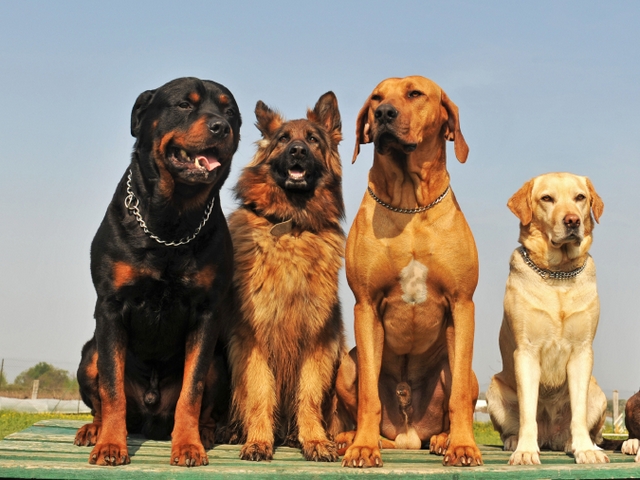 Крупные породы собак в Игарке | ЗооТом портал о животных